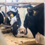 Новосибирскую область признали неблагополучной по пастереллёзу