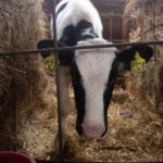 В Новосибирской области объяснили схему компенсаций за изъятый в карантине скот