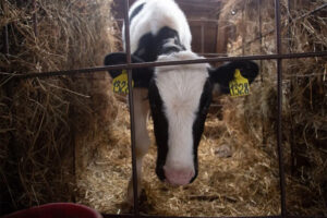 Собственникам ЛПХ оформляют первые компенсационные выплаты за изъятых сельскохозяйственных животных