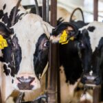 В Новосибирской области выплаты за изъятый скот получают максимально оперативно