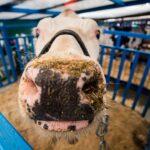 Утратившим сельскохозяйственных животных новосибирцам добавят ежемесячные выплаты