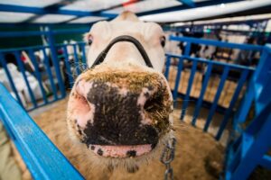 Утратившим сельскохозяйственных животных новосибирцам добавят ежемесячные выплаты