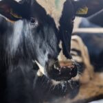 Андрей Травников заявил об остановке вспышки пастереллеза в хозяйствах области