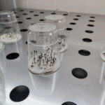 Новосибирская область полностью обеспечена семенами для лесовосстановления