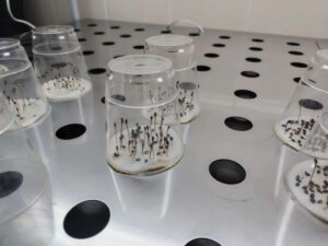 Новосибирская область полностью обеспечена семенами для лесовосстановления