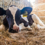 Правительство объявило о дополнительной поддержке новосибирцев за изъятый скот