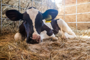 Правительство объявило о дополнительной поддержке новосибирцев за изъятый скот