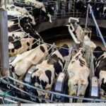 Андрей Травников: 126 семей новосибирцев получили за скот более 45 млн рублей