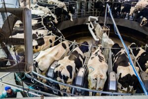 Андрей Травников: 126 семей новосибирцев получили за скот более 45 млн рублей