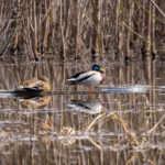 Новосибирцев предупредили об опасности птичьего гриппа в сезон охоты-2026