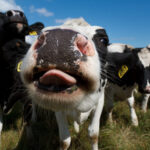 Сотни животных закупят для пострадавших фермеров под Новосибирском