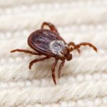 Клещи кусают в квартирах жителей Новосибирской области