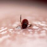 Три клеща успели покусать жителей Новосибирской области весной-2026