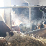 Компенсации за утерянный скот и выплаты новосибирцам в марте выполнены полностью