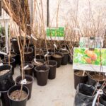 Правила покупки саженцев напомнили новосибирцам перед стартом дачного сезона