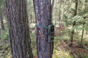 В лесах региона усилили защиту от пожаров и контроль за порядком в период грибного сезона