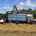 Более 300 тысяч тонн зерновых и зернобобовых собрали аграрии НСО
