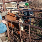 В Новосибирской области начали проверять домашний скот на болезни