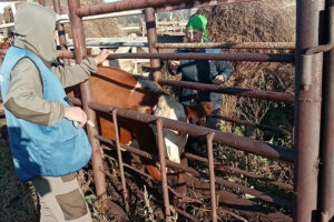 В Новосибирской области начали проверять домашний скот на болезни