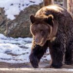 Больше сотни лютых медведей ликвидируют до спячки под Новосибирском