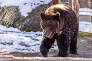 Больше сотни лютых медведей ликвидируют до спячки под Новосибирском