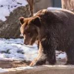 Режим повышенной готовности из-за медведей ввели на севере Новосибирской области